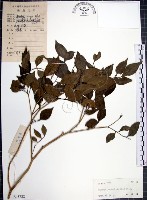 月橘藏品圖，第1張