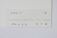 掌葉梁王茶藏品圖，第2張