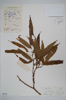 變葉樹參藏品圖，第1張