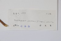 變葉樹參藏品圖，第2張