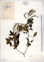 黃荊藏品圖，第1張