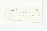 薺藏品圖，第3張