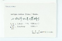 葶藶藏品圖，第3張