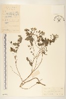 苦實菜藏品圖，第1張