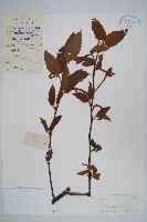 亮葉樺藏品圖，第1張