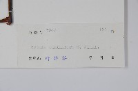亮葉樺藏品圖，第2張