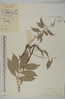 南華南蛇藤，青江藤藏品圖，第1張