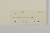 南華南蛇藤，青江藤藏品圖，第3張