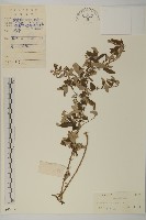 黃花蒿藏品圖，第1張