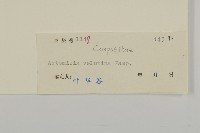 黃花蒿藏品圖，第3張