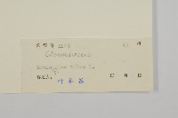 藜、灰藜藏品圖，第3張