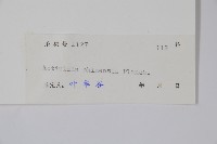 獼猴桃、奇異果藏品圖，第2張