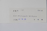 樟葉槭藏品圖，第2張