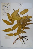 闊葉十大功勞藏品圖，第1張