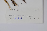 闊葉十大功勞藏品圖，第2張