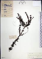 鐵掃帚、千里光藏品圖，第1張