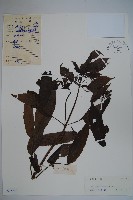 冇骨消藏品圖，第1張