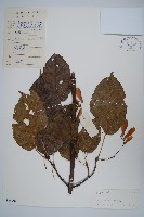 青榨槭藏品圖，第1張