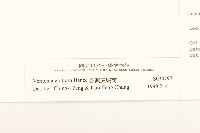 嘴葉鉤藤、鉤藤藏品圖，第3張