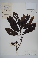 長花厚殼樹藏品圖，第1張