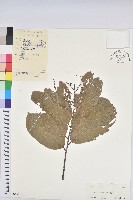 登錄號:S045812藏品圖，第1張