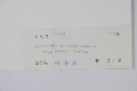 京梨獼猴桃藏品圖，第2張