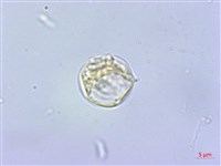 毛花點草藏品圖，第1張