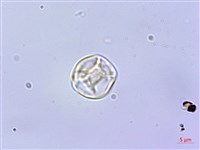 毛花點草藏品圖，第2張