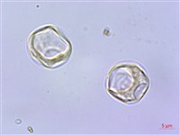 毛花點草藏品圖，第3張