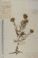 華薊藏品圖，第1張