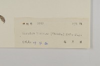 華薊藏品圖，第3張