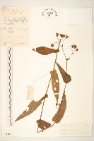 閩粵千里光藏品圖，第1張