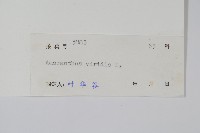 野莧菜藏品圖，第2張