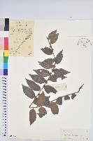 毛果算盤子藏品圖，第1張