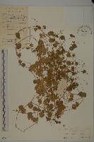 荷蓮豆藏品圖，第1張