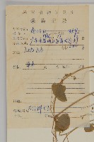 荷蓮豆藏品圖，第2張