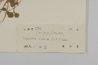 荷蓮豆藏品圖，第3張