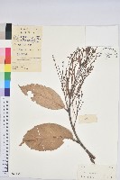 苦櫧栲藏品圖，第1張