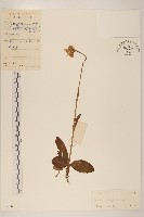 毛大丁草藏品圖，第1張