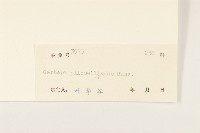 毛大丁草藏品圖，第3張