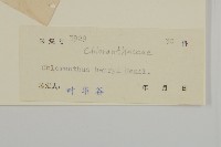 寬葉金粟蘭藏品圖，第3張