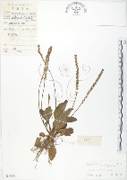 車前草藏品圖，第1張