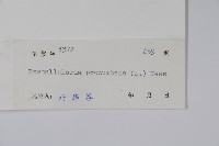 爵床、六角英藏品圖，第2張