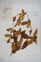 貴州忍冬藏品圖，第1張