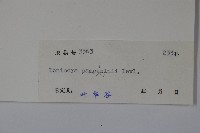 貴州忍冬藏品圖，第2張