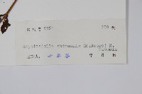 擬馬偕花、白接骨藏品圖，第2張