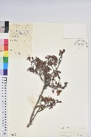 多姿杜鵑藏品圖，第1張