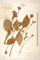 華麻花頭藏品圖，第1張