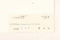 華麻花頭藏品圖，第3張