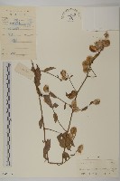 大頭艾納香藏品圖，第1張